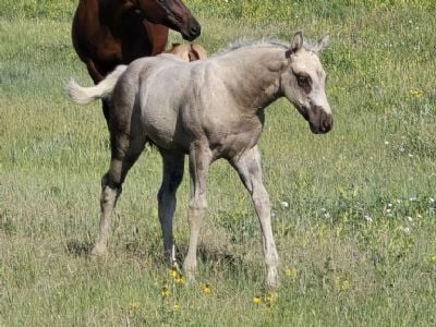 Creedence Topsail JW<BR>AQHA PENDING